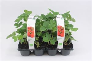 Bild von Aardbei vroeg "Rumba" Bio
